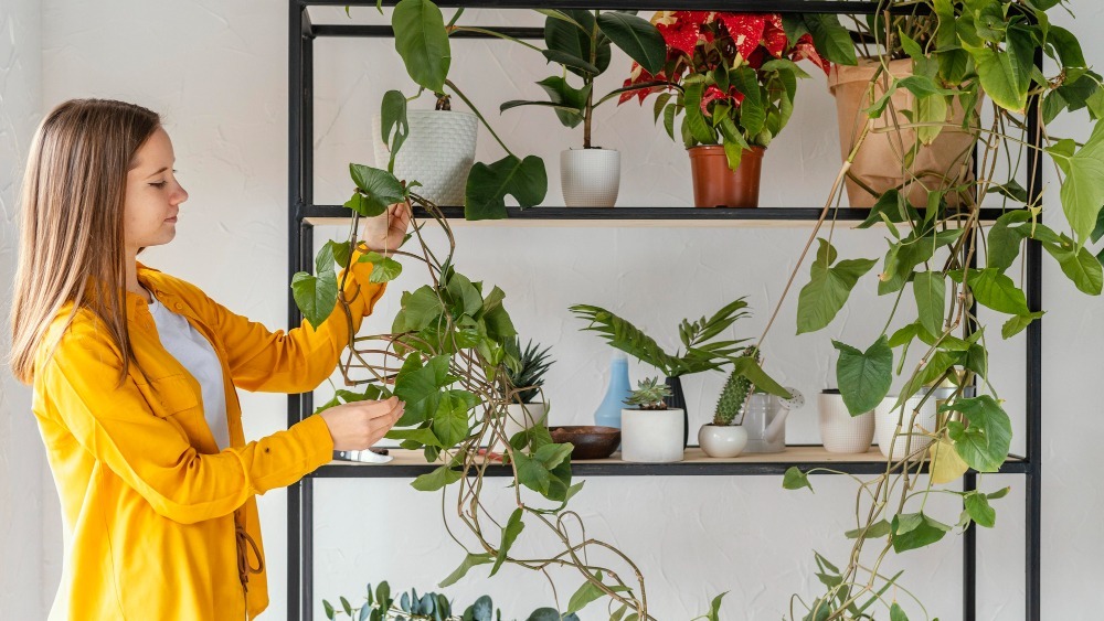 guide-to-vertical-gardening-that-will-maximize-your-harvest-in-tiny-spaces