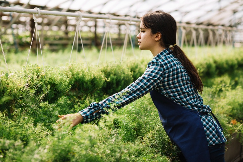 harvest-technique-to-maximize-yield-from-every-square-foot-of-your-garden