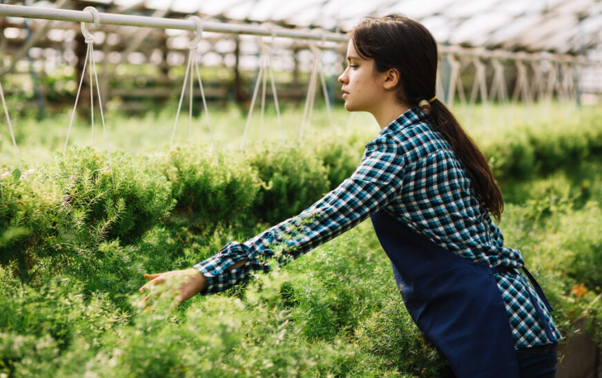 Harvest Technique to Maximize Yield from Every Square Foot of Your Garden